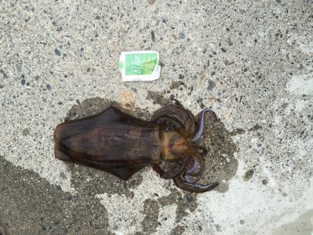 串本でヤエンで1kアオリ♪